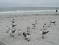 A flock of Sea gulls