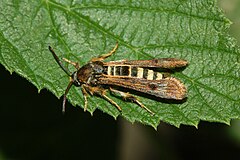 Female, side view