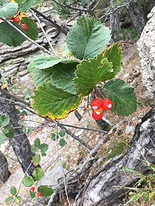 Արոսենի հունական