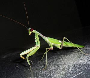 Sphodromantis viridis