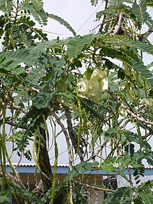 Starr 050518-1632 Sesbania grandiflora.jpg