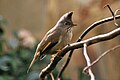 Yuhina gularis