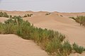 A scene of the Tarim Desert along the way