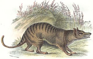320px-Thylacineprint dans TIGRE