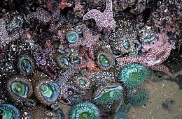 The site of a tide pool in Santa Cruz, California showing sea stars, sea anemones, and sea sponges. Tide pools in santa cruz.jpg