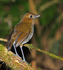 Urraomaurpitta Foto: Nigel Voaden