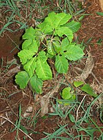 Miniatura para Vitex keniensis