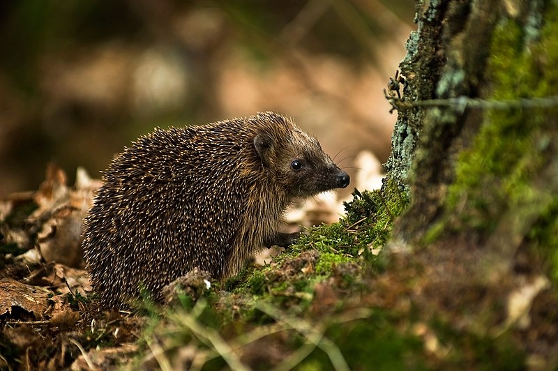 File:West European Hedgehog (Erinaceus  europaeus)2.jpg