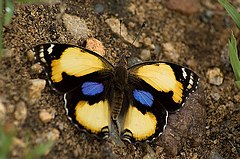 ♂ Junonia hierta