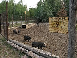 Forestry in Bucha village