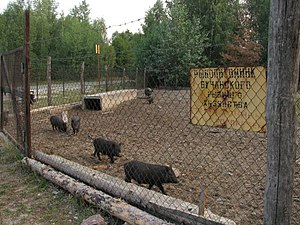 Бучанське лісове господарство