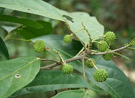 Lindackeria paludosa