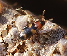 Käfer an gefällten Kiefernstämmen