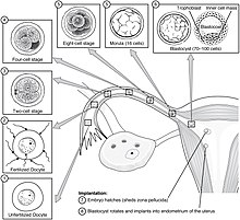 Fertilization and implantation in humans. 2904 Preembryonic Development-02.jpg