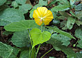 Abutilon persicum 05. 
 JPG