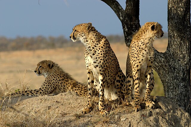 Гепарди у Африци.