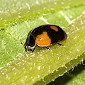 Zweipunkt-Marienkäfer (Adalia bipunctata)