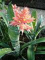 Aechmea flavorosea