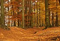 Platz 6: Muehlenbernd - Buchen am Karnickelberg im ehemaligen Landschaftsschutzgebiet Ahaus. Der Karnickelberg und das ehemalige Landschaftsschutzgebiet Ahaus gehören heute zum großflächigen Landschaftsschutzgebiet zwischen Epe, Heek, Ahaus im Landkreis Borken in Nordrhein-Westfalen.