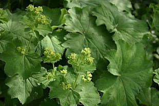 Alchemilla-vulgaris.JPG