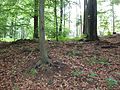 Alteburg, letzte Steinreste am 2005 ergrabenen Zugang der Burg, auch behauene Steine darunter