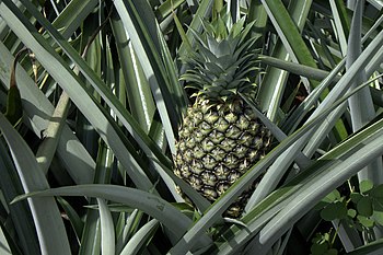 English: Pineapple on its plant, Costa Rica De...