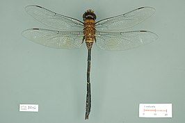 Anax pugnax