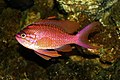 Forcadella (Anthias anthias)