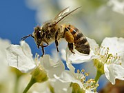 Artiklarna om Astrid Lindgren och Egentliga insekter är några av de som behövde förbättras vid tävlingens start.