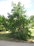 Nothofagus obliqua, no Arboretum national des Barres, Nogent-sur-Vernisson, Francia