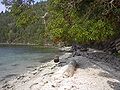 Arbutus menziesii, giant specimen, Montague Harbour Marine Provincial Marine Park.jpg