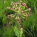 Longs pédicelles portés par un pédoncule unique chez une Apocynaceae des États-Unis, Asclepias amplexicaulis (en).