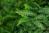 Blechnum penna-marina