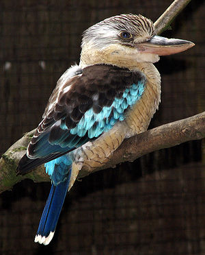 Dacelo leachii English: A male Blue-winged Koo...