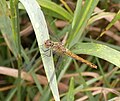 Kleiner Blaupfeil Blutrote Heidelibelle ♀