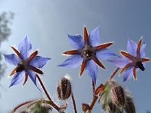 Borage starflower Rohtopurasruoho 01.jpg