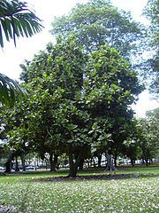 Breadfruit tree planted in Honolulu, Hawaii
