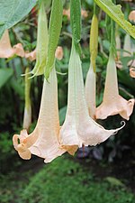 Miniatura para Brugmansia arborea