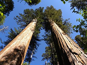 Государственный парк Calaveras Big Trees - Саут-Гроув, Калифорния - Panoramio (8) .jpg
