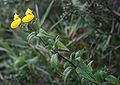 Calceolaria irazuensis