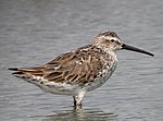 Miniatura para Calidris himantopus