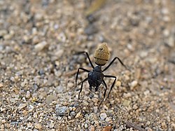 Camponotus Leonardi