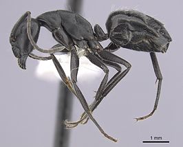 Camponotus morosus