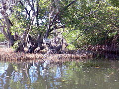 Canal entre los manglares