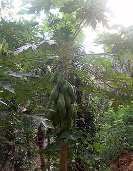 Дерево папаї з плодами