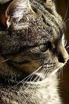 Chat de maison observant l’extérieur à travers une fenêtre (définition réelle 2 176 × 3 264)