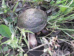 Description de l'image Chaco Side-necked Turtle imported from iNaturalist photo 147399237 on 20 April 2022.jpg.