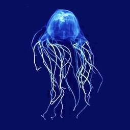 The sea wasp is the most lethal jellyfish in the world.[240]