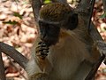 Grüne Meerkatzen Green Monkey