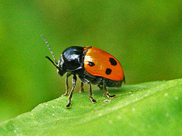 Cryptocephalus trimaculatus